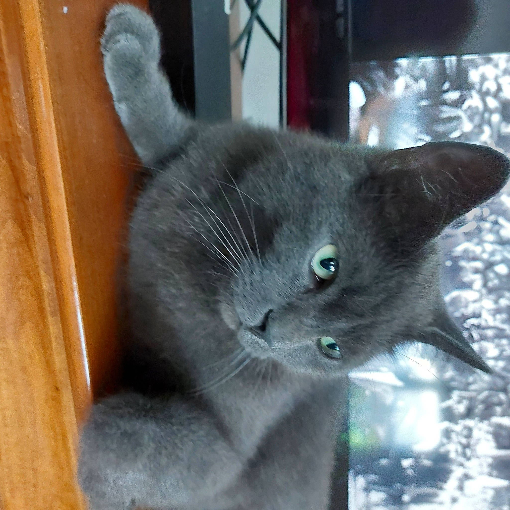 Grisou participe au concours pour gagner de l'argent avec cette photo : black_cat, carnivore, cat, chartreux, claw, comfort, domestic_short_haired_cat, felidae, fur, grey, russian_blue, small_to_medium_sized_cats, snout, tail, whiskers, window
