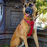Ryū a rejoint le concours — aidez-le/la à gagner de superbes lots ! dog, belgian_malinois, sitting, red_harness, outdoor, park, monument, stonework, statue, trees, foliage, sunlight, portrait, pet, canine, pointed_ears, open_mouth, tongue, collar, urban_landscape