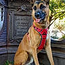 dog, belgian_malinois, sitting, red_harness, outdoor, park, monument, stonework, statue, trees, foliage, sunlight, portrait, pet, canine, pointed_ears, open_mouth, tongue, collar, urban_landscape