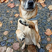 Minus participe au concours pour gagner de l'argent avec cette photo : dog, canine, standing, upright, raised_paw, pointed_ears, brown_fur, white_fur, black_nose, face, eyes, outdoor, autumn, fallen_leaves, cobblestone, pavement, portrait, cute, funny, animal