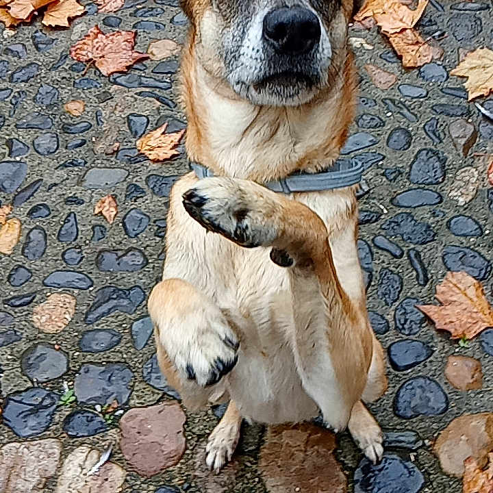 Minus participe au concours pour gagner de l'argent avec cette photo : dog, canine, standing, upright, raised_paw, pointed_ears, brown_fur, white_fur, black_nose, face, eyes, outdoor, autumn, fallen_leaves, cobblestone, pavement, portrait, cute, funny, animal