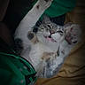 cat, feline, pet, animal, lying_down, belly_up, paws, paw_pads, whiskers, tongue, playful, cute, funny, gray_and_white, calico, indoor, bed, bedding, portrait, close_up