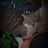 cat, tabby_cat, sleeping, pet, animal, feline, white_chest, striped_fur, closed_eyes, relaxed, cuddling, person, arm, bed, bedding, indoors, cozy, portrait, low_light, nap