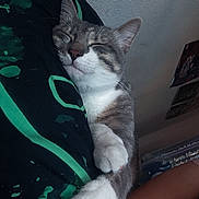 Yami participe au concours pour gagner de l'argent avec cette photo : cat, kitten, gray_cat, white_paws, sleeping, sleepy, relaxed, pet, animal, whiskers, ears, paws, close_up, portrait, indoors, bedroom, person, shirt, cuddling, cozy
