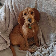 Ary a rejoint le concours — aidez-le/la à gagner de superbes lots ! animal, blanket, brown_dog, collar, companion, cozy, cute, dog, domestic_animal, floppy_ears, fur, furry, home, indoors, looking_at_camera, pet, puppy, relaxed, sitting, soft_texture