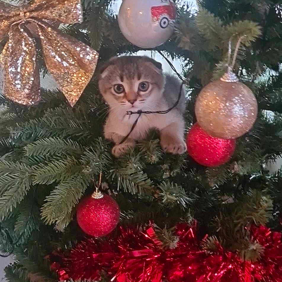 Tchoupette