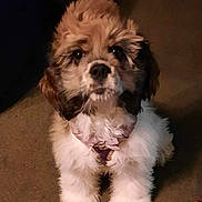 Zoe is registered to the contest to win money with this photo: puppy, dog, fluffy, brown, white, pet, indoor, carpet, cute, young, fur, animal, small, adorable, sitting, looking_up, collar, face, ears, nose