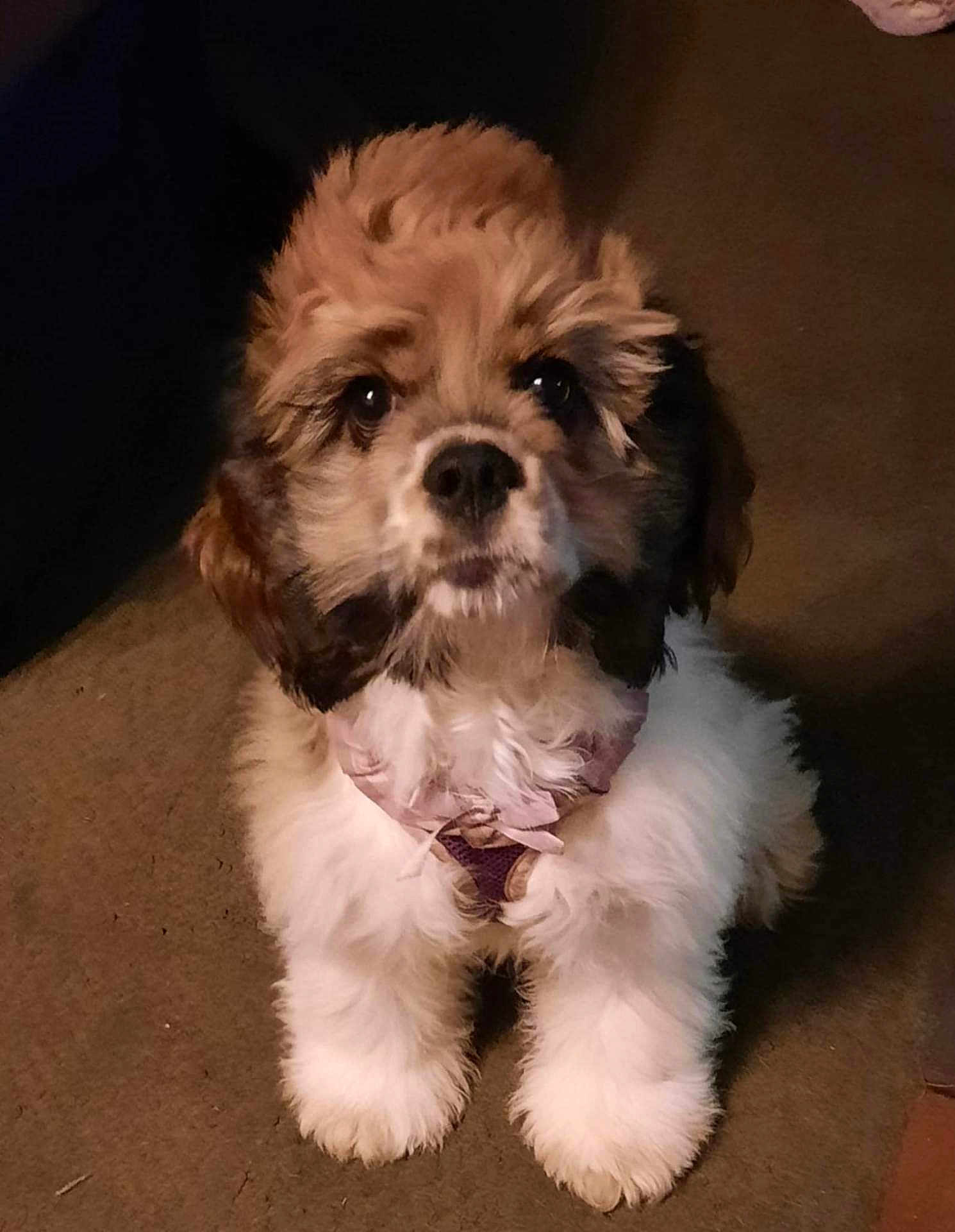 Zoe is registered to the contest to win money with this photo: puppy, dog, fluffy, brown, white, pet, indoor, carpet, cute, young, fur, animal, small, adorable, sitting, looking_up, collar, face, ears, nose