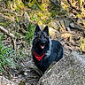Apache participe au concours pour gagner de l'argent avec cette photo : dog, german_shepherd, long-haired, black_fur, red_bandana, outdoor, forest, woodland, rocks, moss, nature, hiking, trail, standing, portrait, animal, pet, pointed_ears, fluffy_fur, sunlight