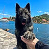 dog, puppy, black_dog, fluffy, long_hair, standing, harbor, water, sailboat, seagull, blue_sky, sunny, coast, hillside, houses, stone_pavement, outdoor, hand, portrait, travel