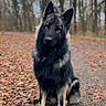 Apache a rejoint le concours — aidez-le/la à gagner de superbes lots ! dog, black_dog, german_shepherd, sitting, forest, woodland, autumn, fallen_leaves, path, outdoors, portrait, animal, pet, long_hair, pointed_ears, brown_eyes, fluffy_tail, nature, trees, daylight