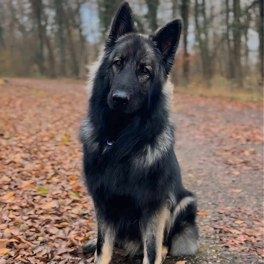 Apache a rejoint le concours — aidez-le/la à gagner de superbes lots ! dog, black_dog, german_shepherd, sitting, forest, woodland, autumn, fallen_leaves, path, outdoors, portrait, animal, pet, long_hair, pointed_ears, brown_eyes, fluffy_tail, nature, trees, daylight
