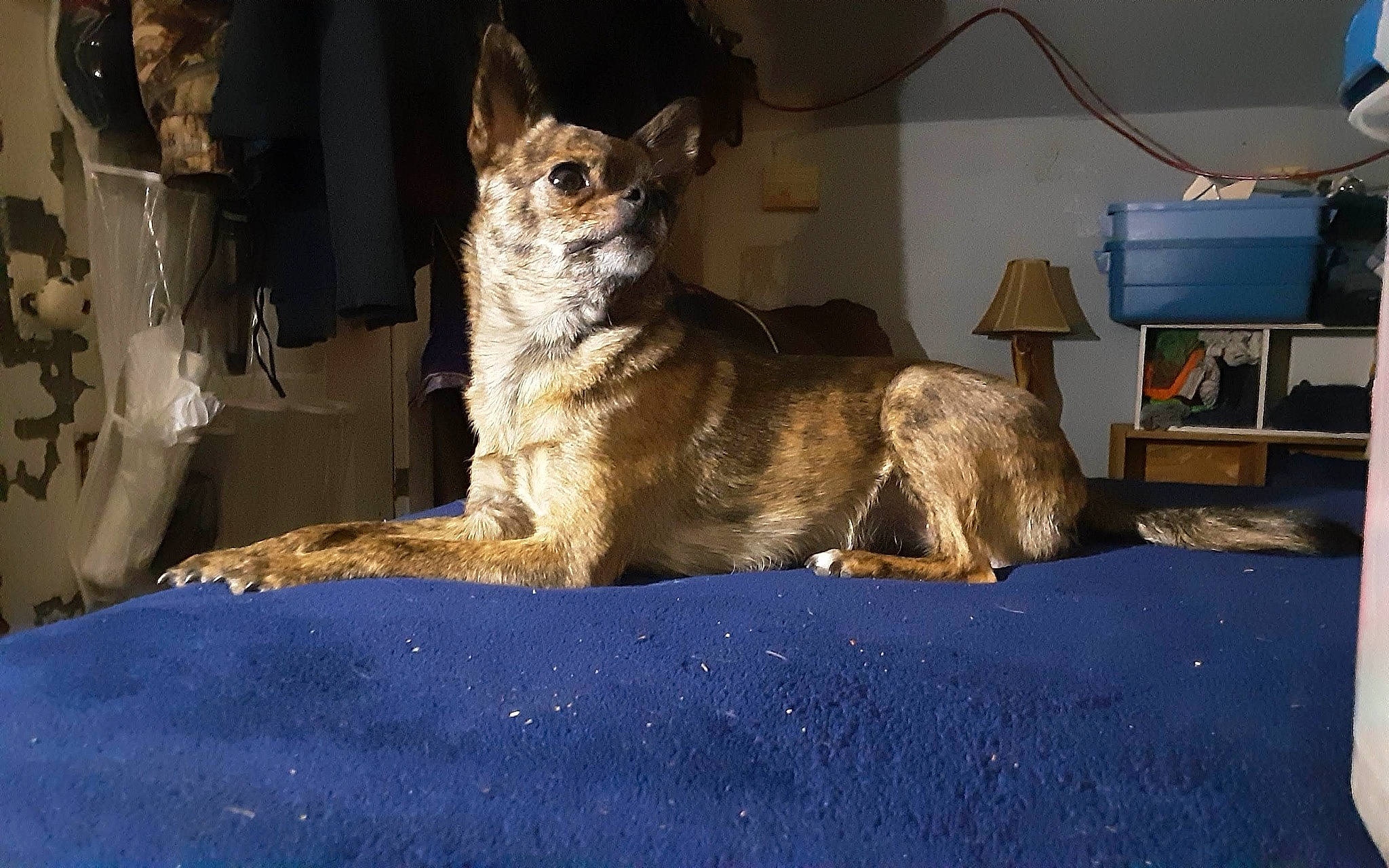 Lil Bit is registered to the contest to win money with this photo: canidae, carnivore, companion_dog, dog, dog_breed, domestic_short_haired_cat, fawn, felidae, flooring, fur, koolie, lamp, small_to_medium_sized_cats, snout, sporting_group, tail, television, terrestrial_animal, whiskers, window