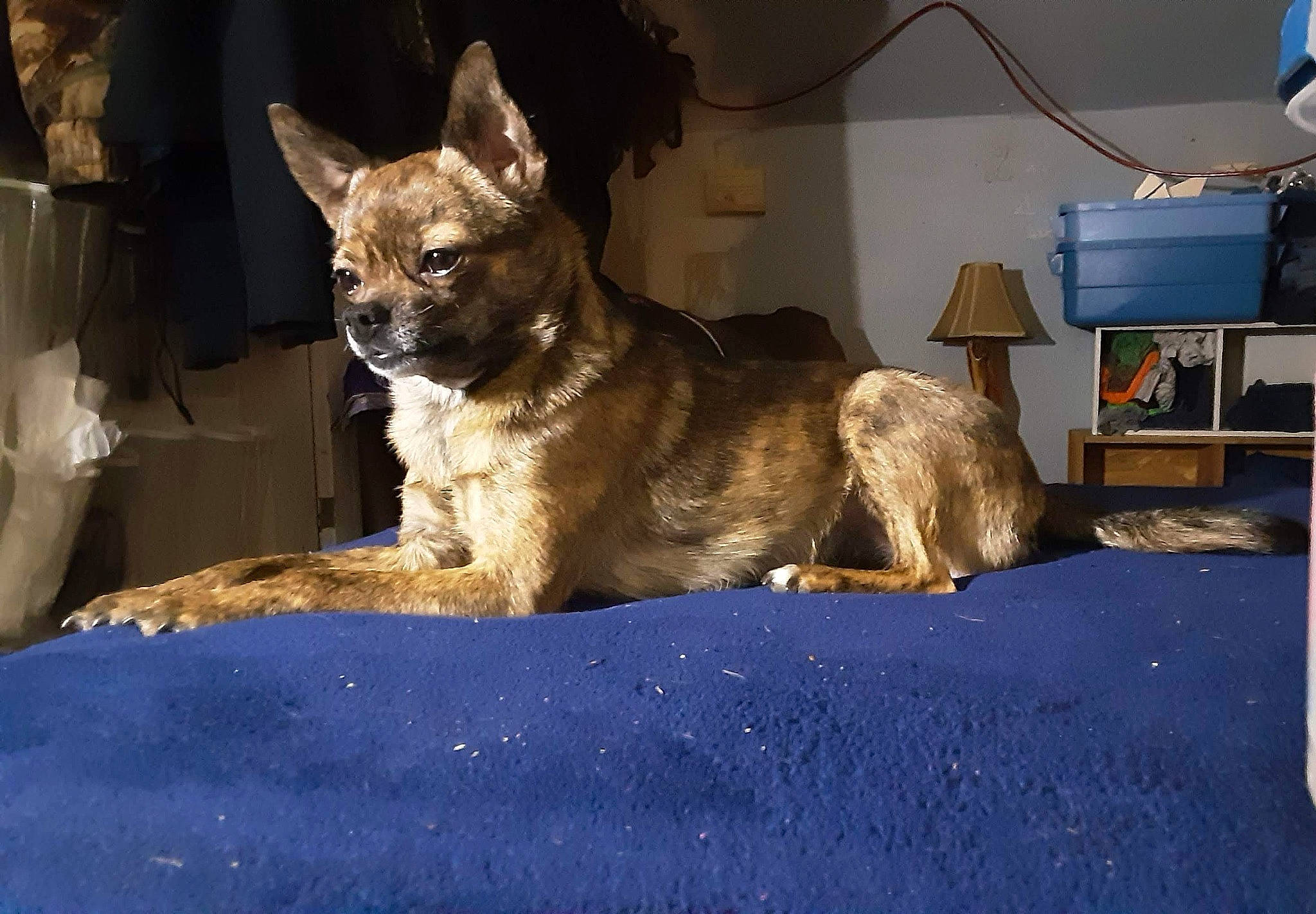 Lil Bit is registered to the contest to win money with this photo: blue, canidae, canis, carnivore, companion_dog, dog, dog_breed, fawn, flooring, fur, herding_dog, houseplant, snout, sporting_group, tail, television, terrestrial_animal, whiskers, working_animal, working_dog