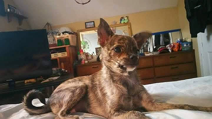 Lil Bit is registered to the contest to win money with this photo: bookcase, carnivore, comfort, companion_dog, dog, dog_breed, drawer, fawn, felidae, fur, picture_frame, room, shelf, small_to_medium_sized_cats, snout, sporting_group, television, terrestrial_animal, whiskers, wildlife