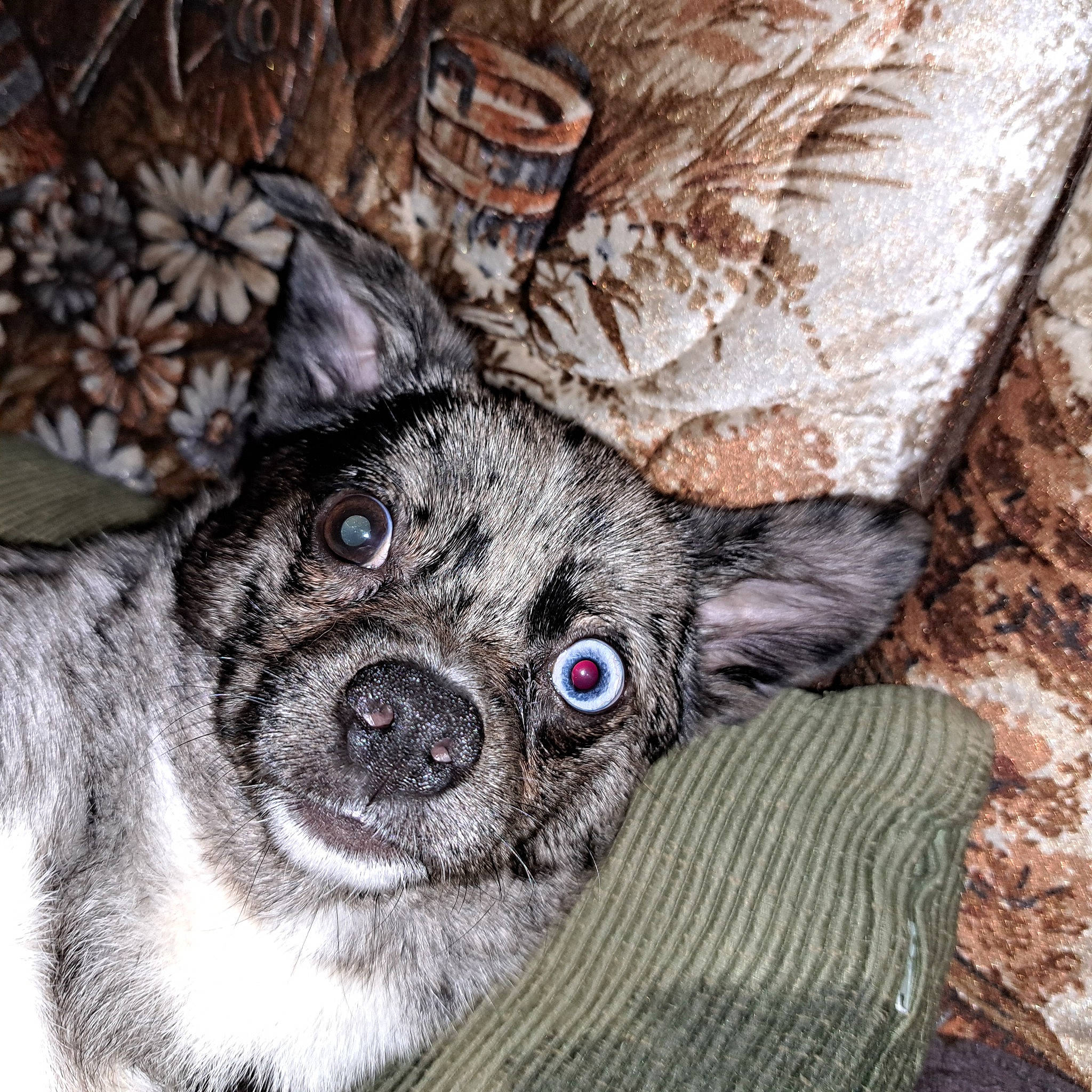 Rue joined the competition — help win amazing prizes! canidae, carnivore, companion_dog, couch, dog, dog_breed, ear, fawn, fur, non_sporting_group, pattern, paw, puppy, sporting_group, terrestrial_animal, toy_dog, whiskers, wood, working_animal