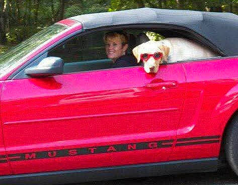 Mustang joined the competition — help win amazing prizes! animal, car, convertible, dog, fun, golden_retriever, leisure, mustang, outdoor, person, pet, red_car, road_trip, smiling, summer, sunglasses, sunlight, transportation, vehicle, window
