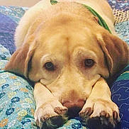 Mustang is registered to the contest to win money with this photo: animal, bed, canine, close_up, cute, dog, domestic_animal, ears, face, fur, golden_retriever, indoor, lying_down, mammal, nose, paws, pet, quilt, relaxed, resting
