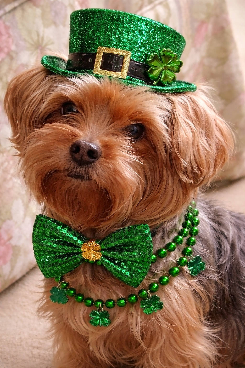 Baxter is registered to the contest to win money with this photo: accessories, adorable, bead_necklace, bow_tie, celebration, costume, cute, dog, festive, fluffy, furry, green_hat, holiday, indoor, pet, portrait, shamrock, small_dog, st_patricks_day, yorkshire_terrier
