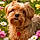 Baxter