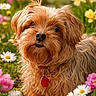 dog, pet, flower_garden, daisies, tulips, outdoor, nature, fluffy, red_tag, sunlight, greenery, spring, cute, animal, portrait, canine, fur, close_up, grass, colorful