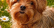 Baxter is registered to the contest to win money with this photo: animal, close_up, cute, daisies, dog, flower_garden, fluffy, fur, grass, greenery, nature, outdoor, pet, pink_tulips, portrait, red_tag, scruffy_dog, spring, sunlight, yellow_flowers