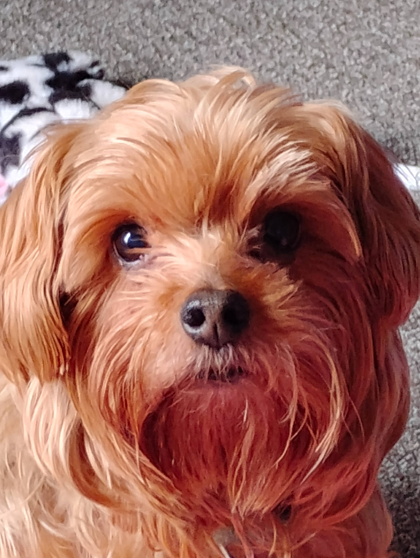 Baxter