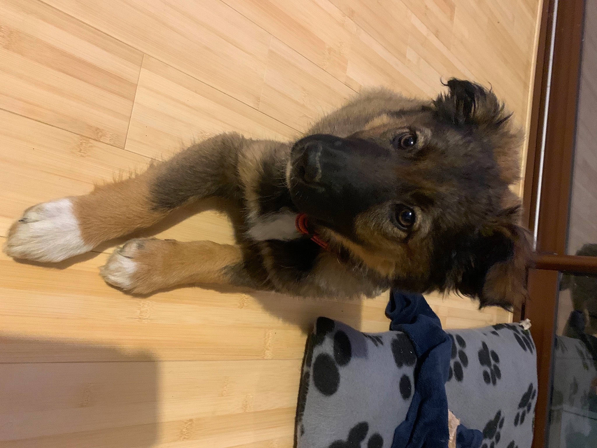 Snow participe au concours pour gagner de l'argent avec cette photo : canidae, carnivore, claw, companion_dog, dog, dog_breed, dog_supply, ear, fawn, flooring, fur, hardwood, natural_material, paw, snout, sporting_group, tail, wood, wood_stain, working_animal