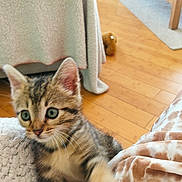 Chaton a rejoint le concours — aidez-le/la à gagner de superbes lots ! kitten, cat, tabby, paw, blanket, cozy, indoors, wooden_floor, furniture, playful, young_animal, pet, domestic_cat, curious, soft_texture, warm_lighting, living_room, toy, fur, whiskers