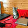 Chaton