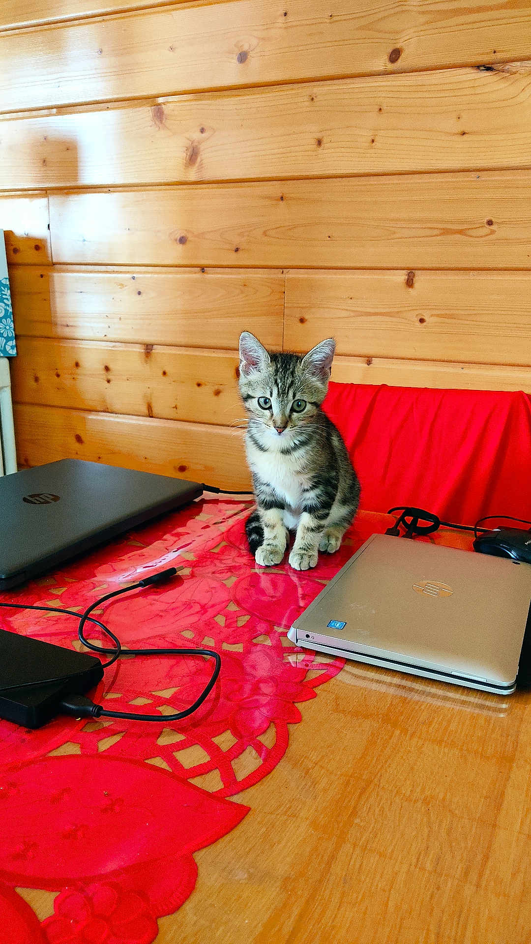 Chaton