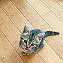 kitten, cat, tabby, pet, animal, floor, wooden_floor, cute, small, fur, whiskers, ears, tail, indoor, looking_up, tongue_out, young, domestic_cat, feline, playful