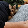 Chaton participe au concours pour gagner de l'argent avec cette photo : kitten, cat, tabby, person, arm, leg, blanket, green_pants, leaf_pattern, indoor, wooden_floor, table, relaxing, cozy, home, furniture, resting, cute, pet, animal