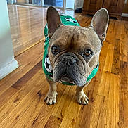 Leo is registered to the contest to win money with this photo: dog, french_bulldog, pet, indoor, wooden_floor, green_jacket, soccer_pattern, curious, brown_dog, small_dog, animal, cute, looking_up, ears_up, house, home_interior, flooring, mammal, domestic_animal, portrait