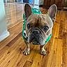 dog, french_bulldog, pet, indoor, wooden_floor, green_jacket, soccer_pattern, curious, brown_dog, small_dog, animal, cute, looking_up, ears_up, house, home_interior, flooring, mammal, domestic_animal, portrait