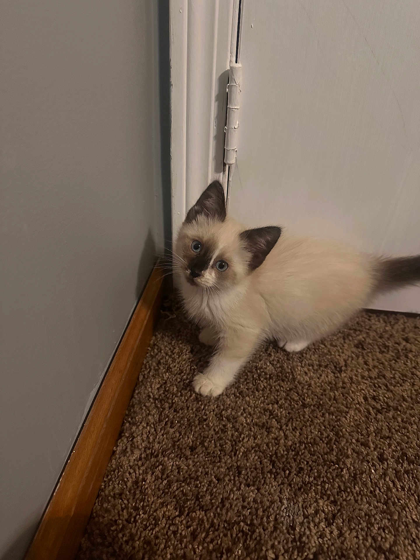 Tiramisu is registered to the contest to win money with this photo: kitten, cat, blue_eyes, curious, carpet, indoor, door, white_door, brown_carpet, small, pet, feline, animal, young, cute, ears, whiskers, fur, paw, looking_up