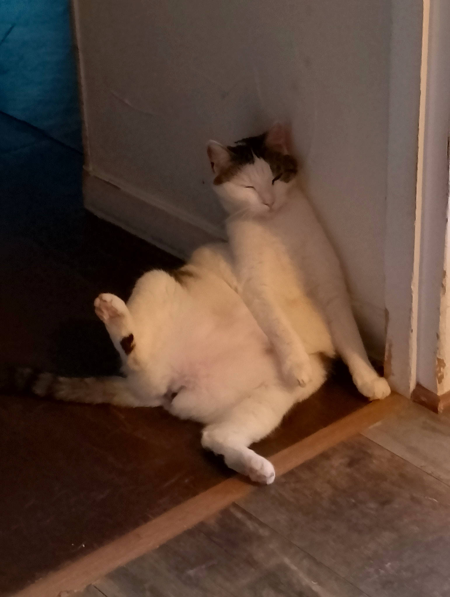 Caramelle participe au concours pour gagner de l'argent avec cette photo : carnivore, cat, claw, comfort, companion_dog, domestic_short_haired_cat, fawn, felidae, floor, flooring, fur, hardwood, laminate_flooring, paw, room, small_to_medium_sized_cats, tail, whiskers, wood, wood_flooring