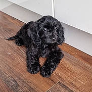 Bella is registered to the contest to win money with this photo: adorable, animal, black_fur, companion, cuddly, curious, cute, dog, domestic, flooring, fur, house, indoor, laying_down, mammal, pet, puppy, small, wooden_floor, young