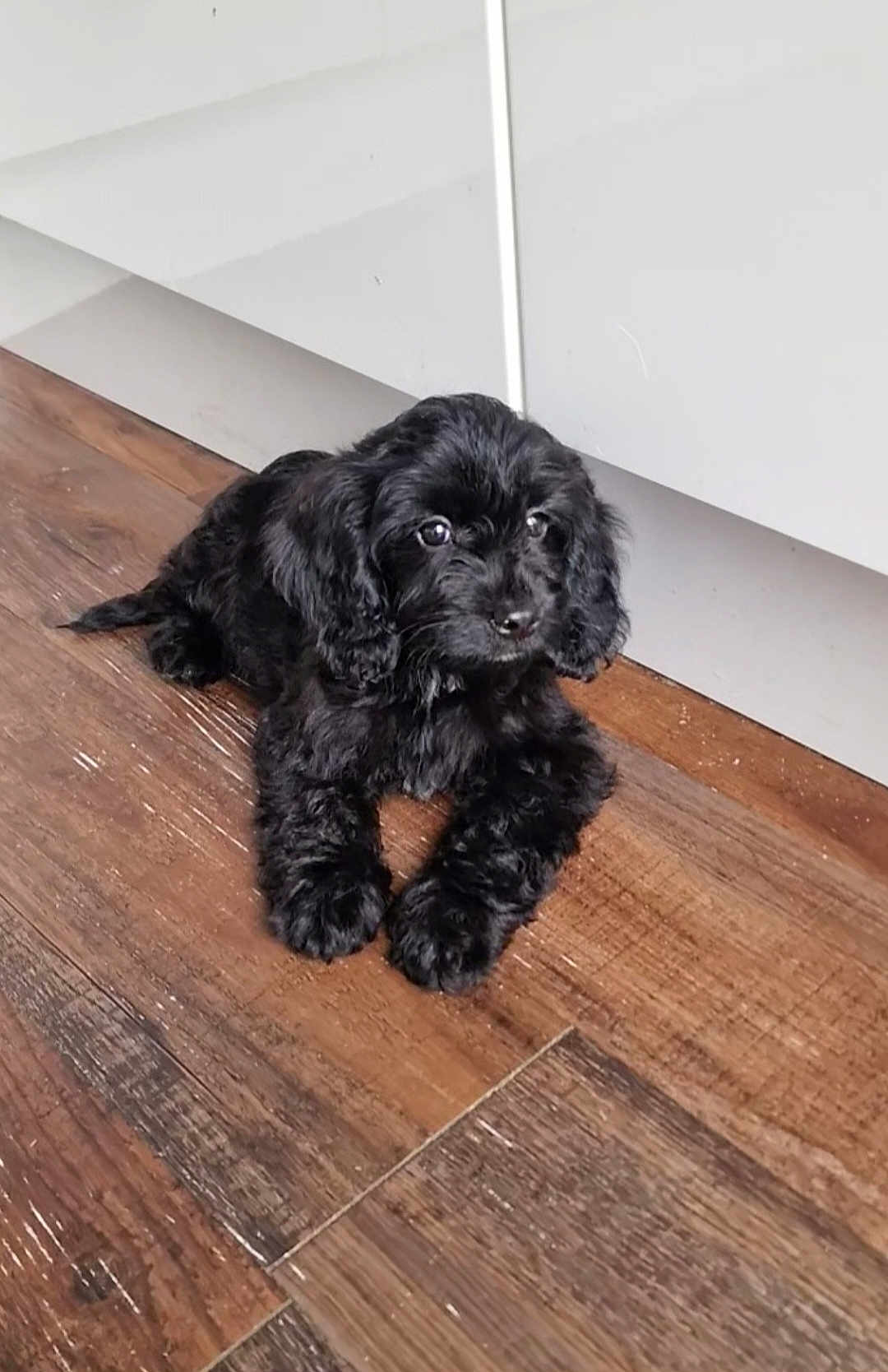 Bella