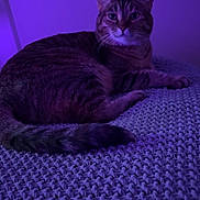 Kiki joined the competition — help win amazing prizes! cat, tabby, animal, pet, feline, indoor, knitted_blanket, purple_light, relaxing, lying_down, whiskers, tail, ears, fur, texture, cozy, soft_light, resting, cute, companion