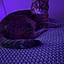 cat, tabby, animal, pet, feline, indoor, knitted_blanket, purple_light, relaxing, lying_down, whiskers, tail, ears, fur, texture, cozy, soft_light, resting, cute, companion