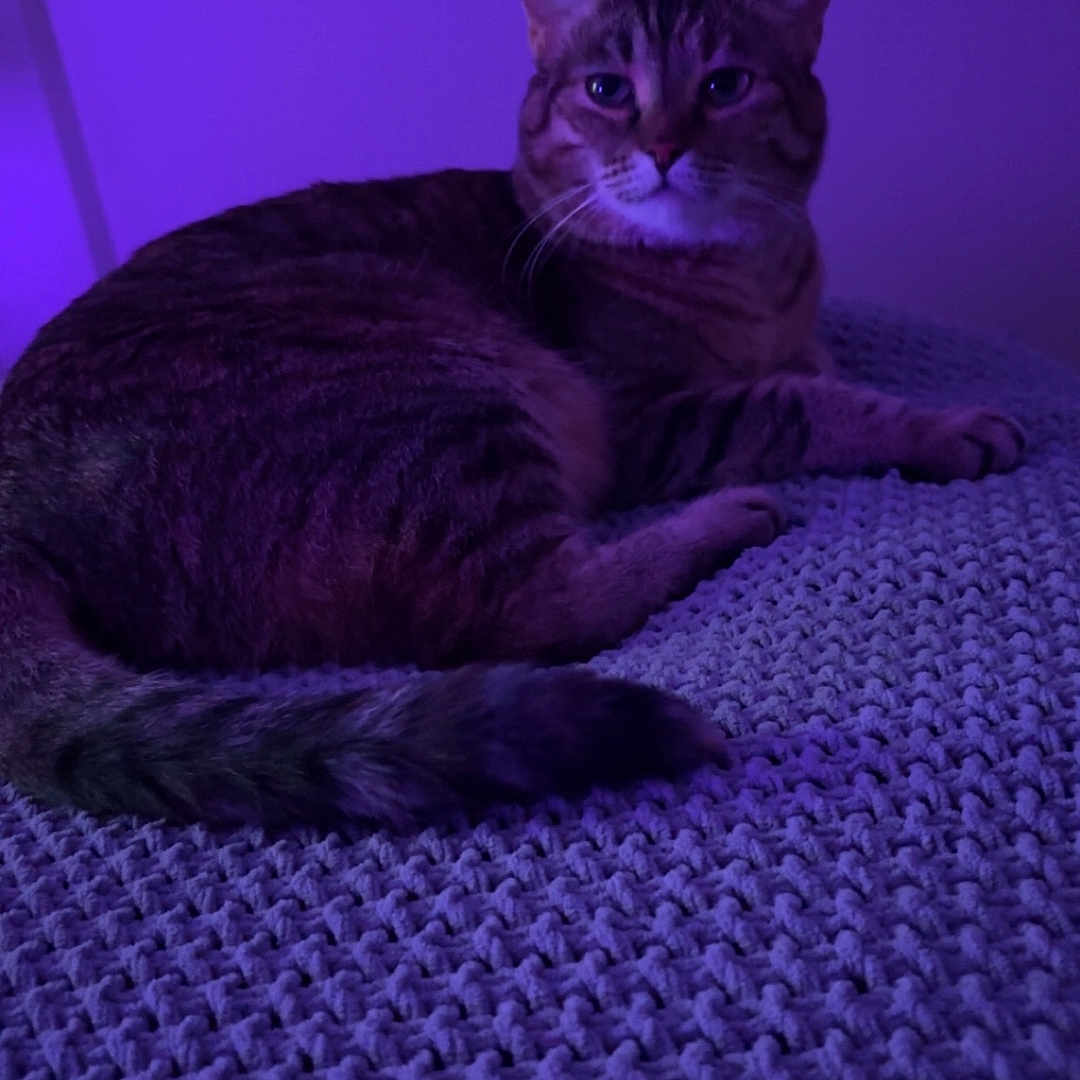 Kiki joined the competition — help win amazing prizes! animal, cat, companion, cozy, cute, ears, feline, fur, indoor, knitted_blanket, lying_down, pet, purple_light, relaxing, resting, soft_light, tabby, tail, texture, whiskers
