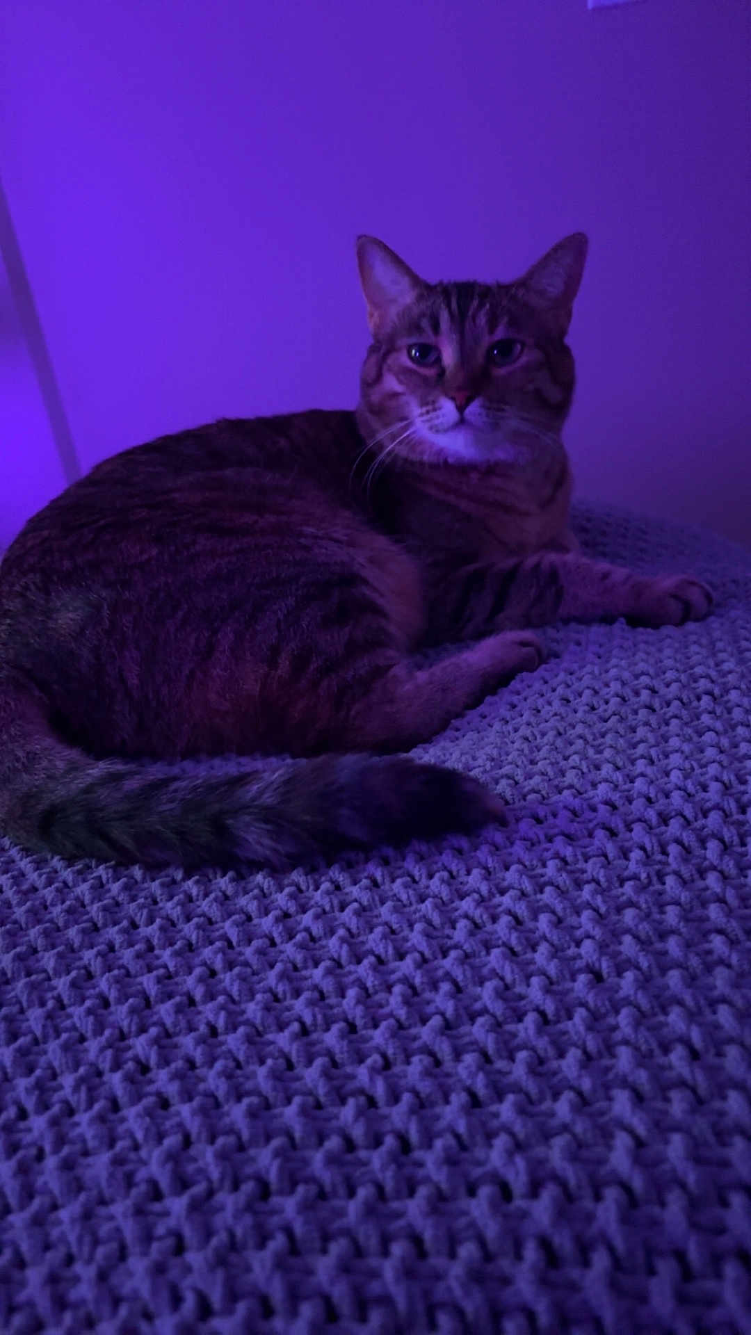 Kiki joined the competition — help win amazing prizes! cat, tabby, animal, pet, feline, indoor, knitted_blanket, purple_light, relaxing, lying_down, whiskers, tail, ears, fur, texture, cozy, soft_light, resting, cute, companion