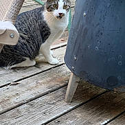 Axle Rose joined the competition — help win amazing prizes! cat, tabby, white_paws, wooden_deck, outdoor, chair, metal_object, curious, pet, feline, animal, ears, whiskers, sitting, alert, fur, eyes, nature, daylight, domestic