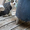 cat, tabby, white_paws, wooden_deck, outdoor, chair, metal_object, curious, pet, feline, animal, ears, whiskers, sitting, alert, fur, eyes, nature, daylight, domestic