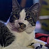 cat, tabby, white_fur, yellow_eyes, whiskers, indoor, blanket, soft_texture, relaxed, pet, feline, closeup, portrait, animal, cute, fur_pattern, resting, cozy, domestic_cat, mammal