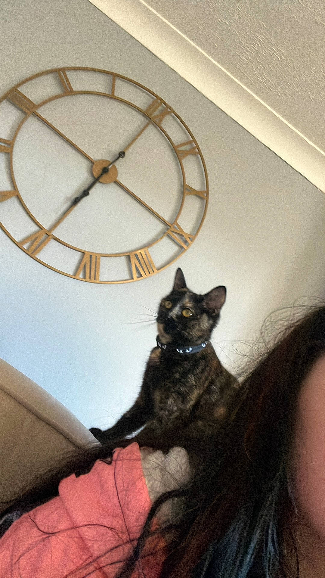 Daisy is registered to the contest to win money with this photo: black_cat, carnivore, cat, circle, clock, comfort, domestic_short_haired_cat, fawn, felidae, fur, grey, metal, sitting, small_to_medium_sized_cats, tail, tree, whiskers, white, window, wood