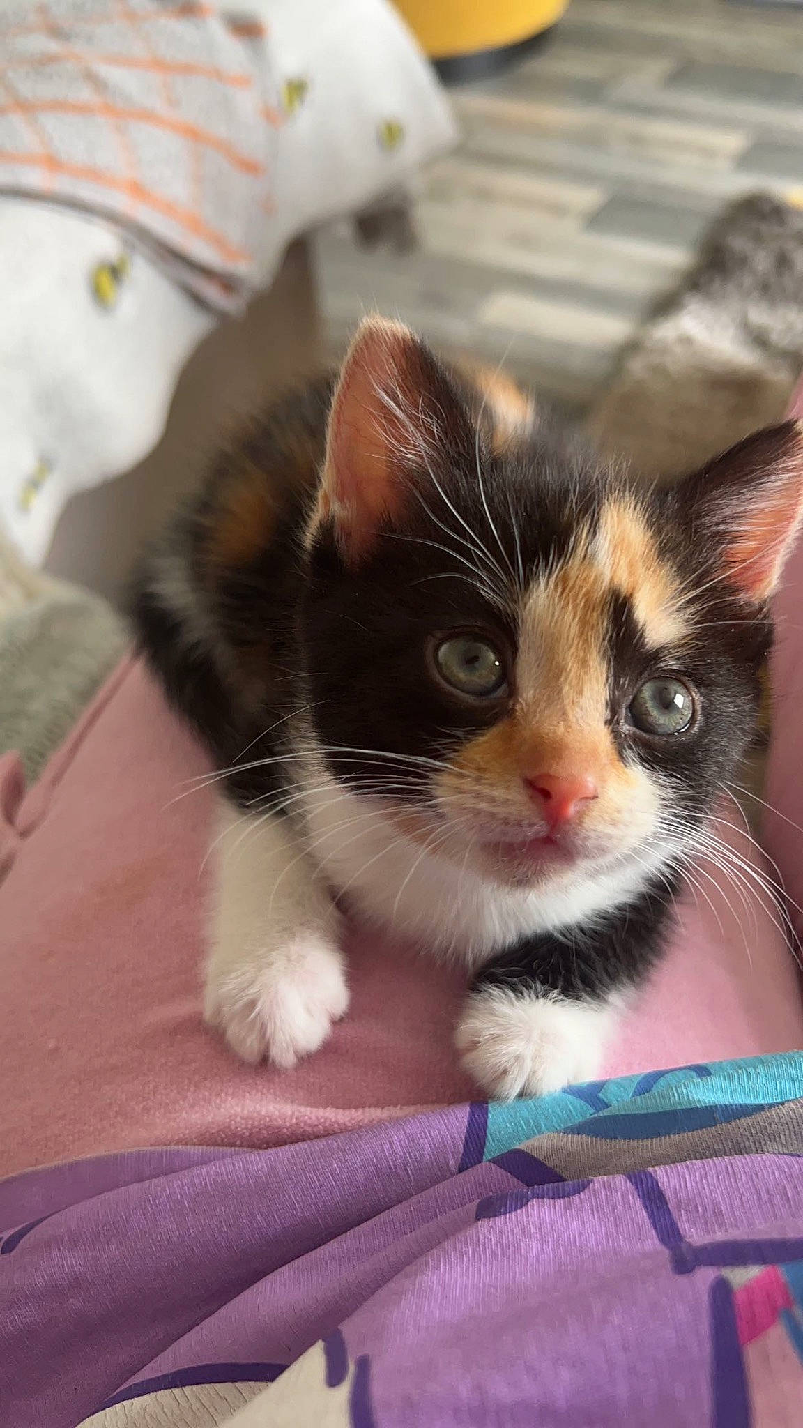 Willow joined the competition — help win amazing prizes! box, carnivore, cat, claw, comfort, domestic_short_haired_cat, eye, felidae, foot, fur, iris, lap, paw, sitting, small_to_medium_sized_cats, snout, tail, tree, whiskers, window