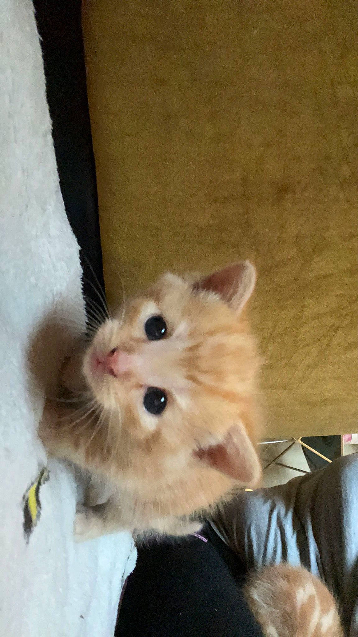 Garfield is registered to the contest to win money with this photo: box, carnivore, cat, claw, domestic_short_haired_cat, fawn, felidae, fur, paw, small_to_medium_sized_cats, snout, tail, whiskers, wood