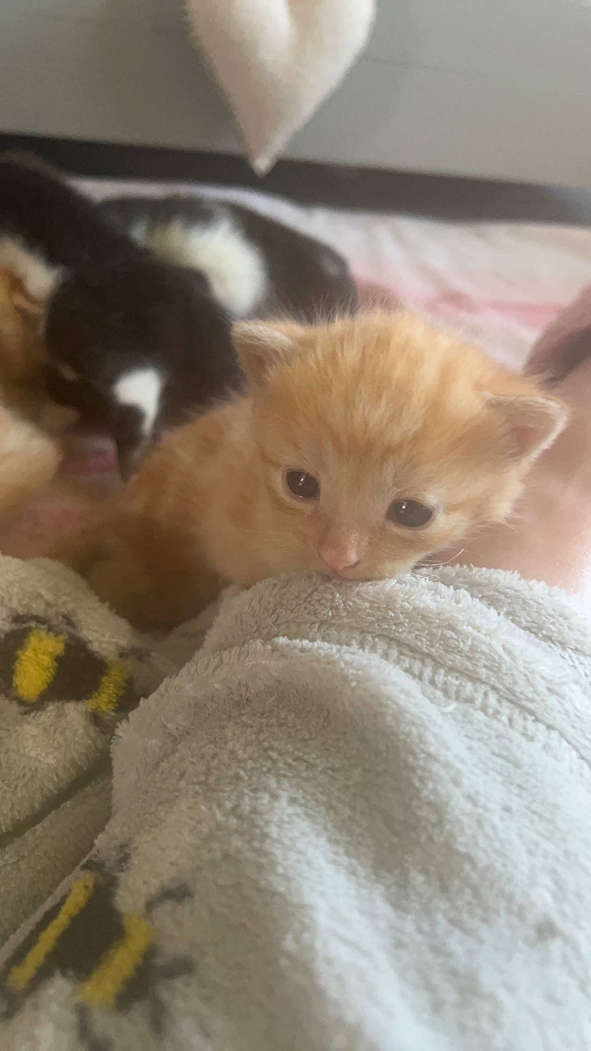 Garfield joined the competition — help win amazing prizes! carnivore, cat, claw, comfort, domestic_short_haired_cat, fawn, felidae, fur, paw, small_to_medium_sized_cats, snout, tail, terrestrial_animal, whiskers, wood